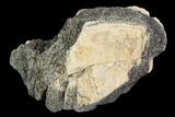 Hadrosaur (Edmontosaurus) Tibia Section - Montana #100815-2